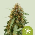 Sticky Queen Auto Feminise