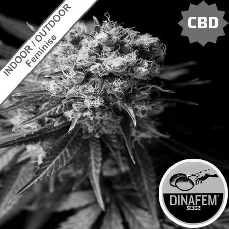 Dinamed CBD Feminise