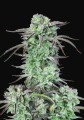 Strawberry Banana Auto Feminise