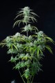 Strawberry Banana Auto Feminise