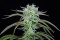 Strawberry Banana Auto Feminise