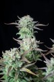 Strawberry Banana Auto Feminise