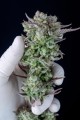 Strawberry Banana Auto Feminise