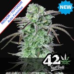 Strawberry Banana Auto Feminise