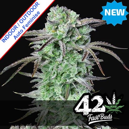 Strawberry Banana Auto Feminise