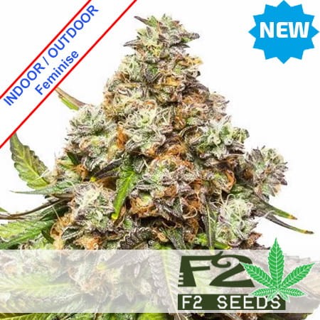 Mimosa Jack Fast Version Feminise