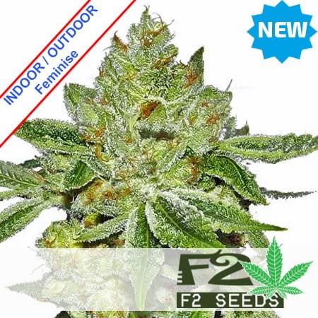 NYC Diesel Fast Version Feminise