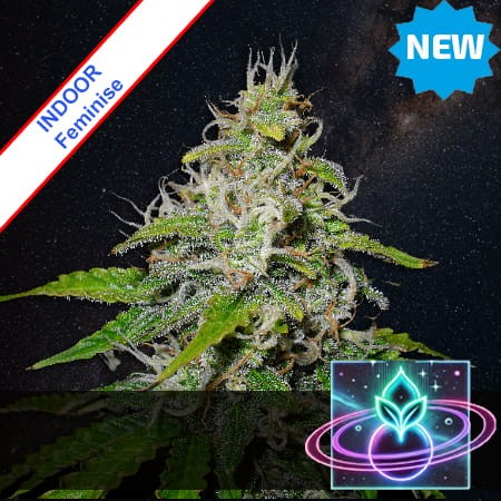 Zero-G Love Feminise