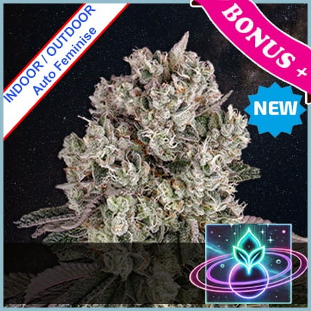 UFO Hybrid Auto Feminise