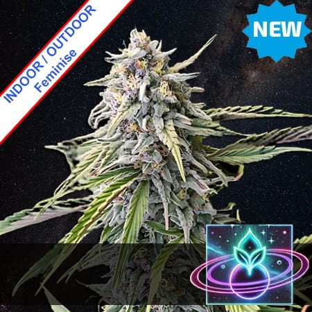 Space FOG Fast Version Feminise