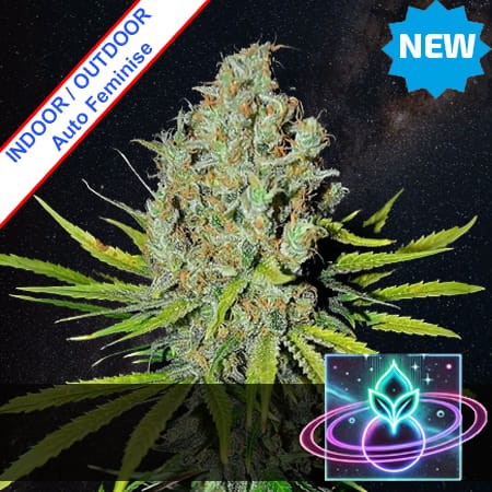 Space Pizza Auto Feminise