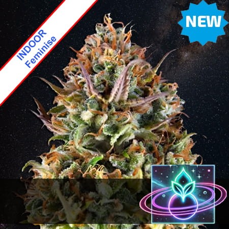 Space Connection Feminise