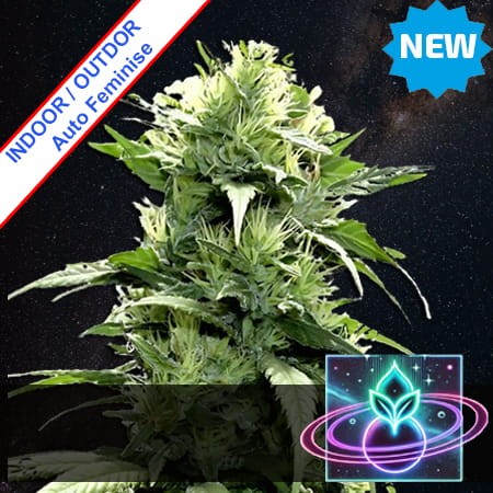 Green Invaders Auto Feminise