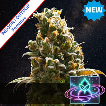 Gastro Wormhole Fast Version Feminise