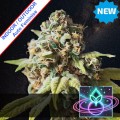 Alien Alchemy Auto Feminise