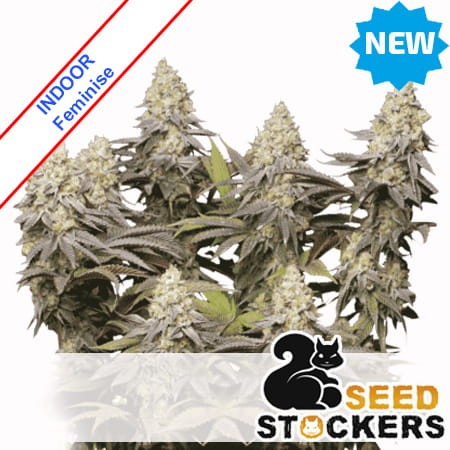 Panty Punch Feminise