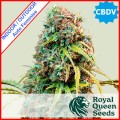 Royal CBDV Auto Feminise
