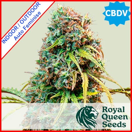 Royal CBDV Auto Feminise