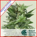 Royal Kush Auto Feminise