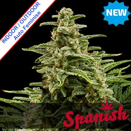 Auto White Widow Feminise