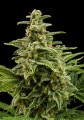 Auto White Widow Feminise