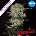 Auto Super Skunk Feminise