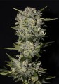 Auto Super Skunk Feminise
