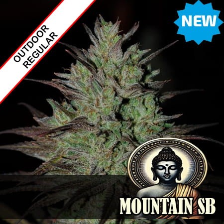  Lohaghat Landrace Regular