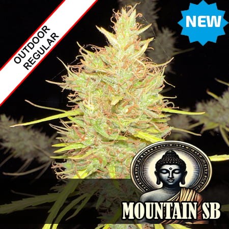 Manipuri Landrace Regular