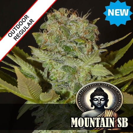 Shillong Landrace Regular