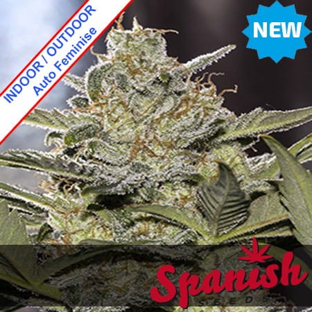 Auto AK x Auto Critical Feminise