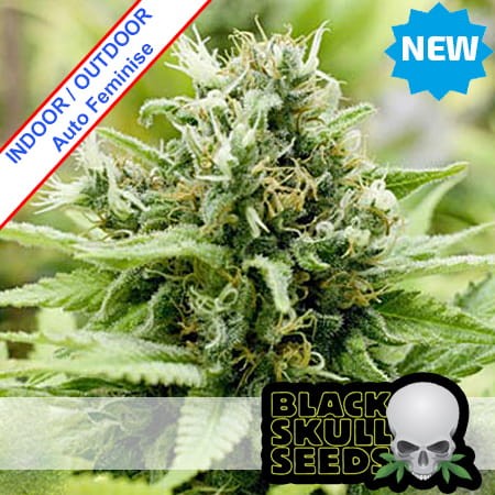 Jack Matic Auto Feminise