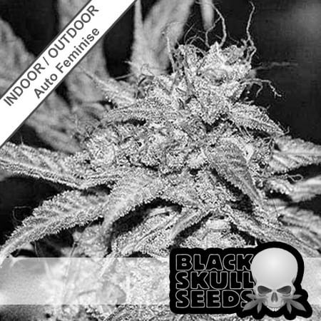 Zkittlez Auto Feminise