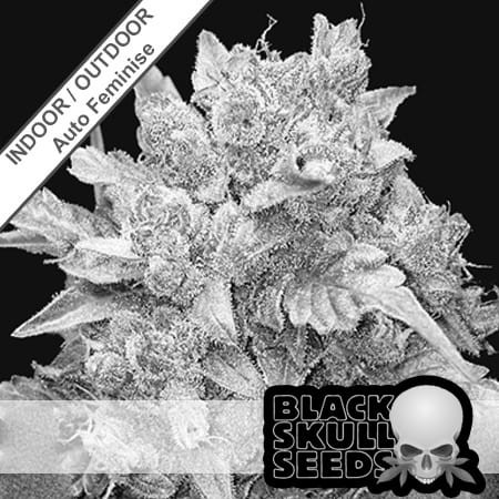 Gelato Auto Feminise