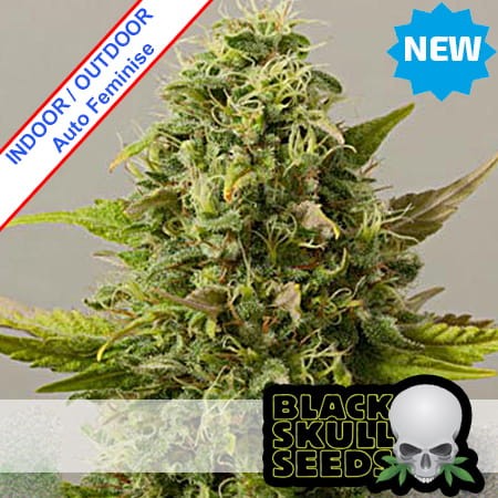 Critical Rydere Auto Feminise