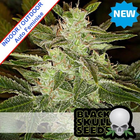 Speed Haze Auto Feminise