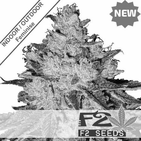 Tropic Shadow F1 Fast Version Feminise