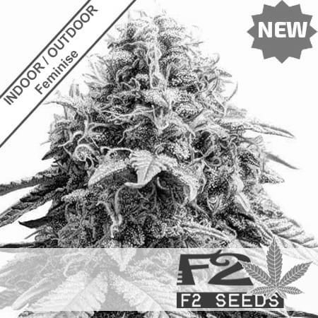 Melon Flash F1 Fast Version Feminise