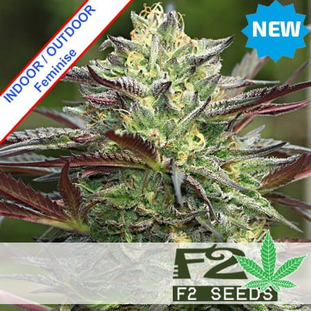 Girl Scout Cookies Feminise