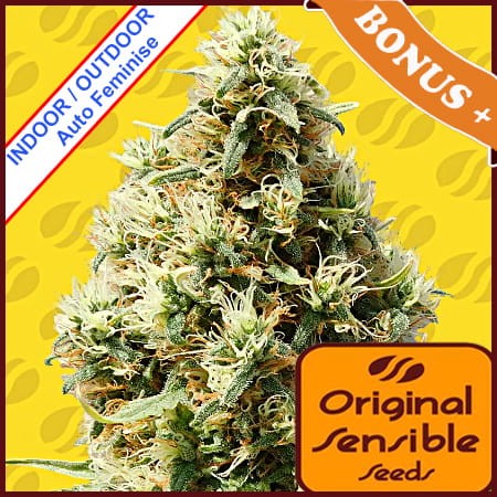 Frosted Guava Auto Feminise