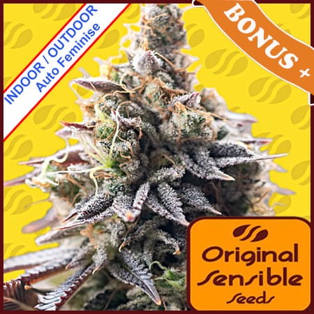 Grape Soda Auto Feminise