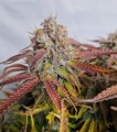 Grape Soda Auto Feminise