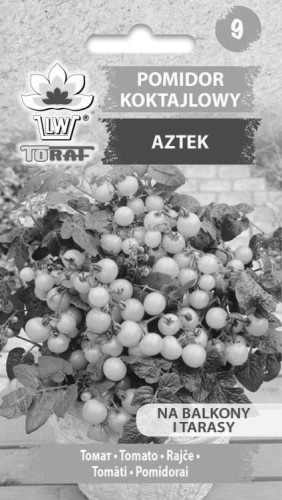 Pomidor koktajlowy - Aztek