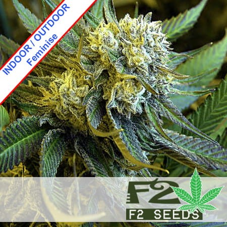 Banana Hash Burger Feminise