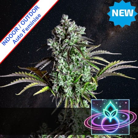 Supermassive Auto Feminise