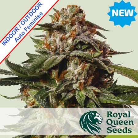 Special Queen Auto Feminise 