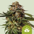 Special Queen Auto Feminise 