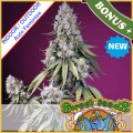 Jealousy Z XL Auto Feminise  