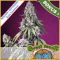 Jealousy Z XL Auto Feminise  