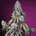 Jealousy Z XL Auto Feminise  
